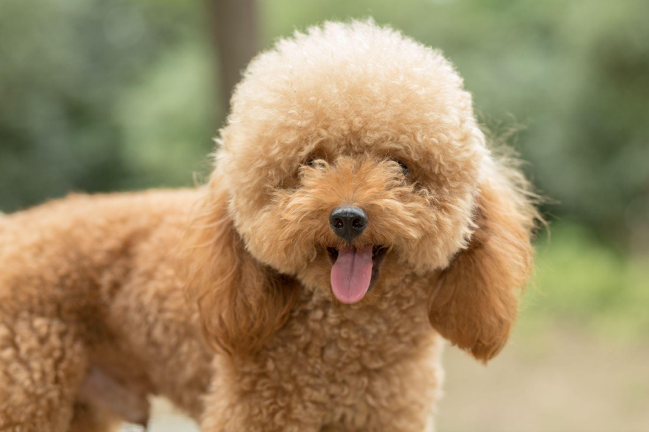 Effetto nuvola nel cane: cos’è, come si ottiene e quali sono le razze adatte