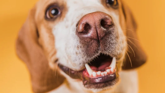 Lavare i denti al cane: come, quando e perché