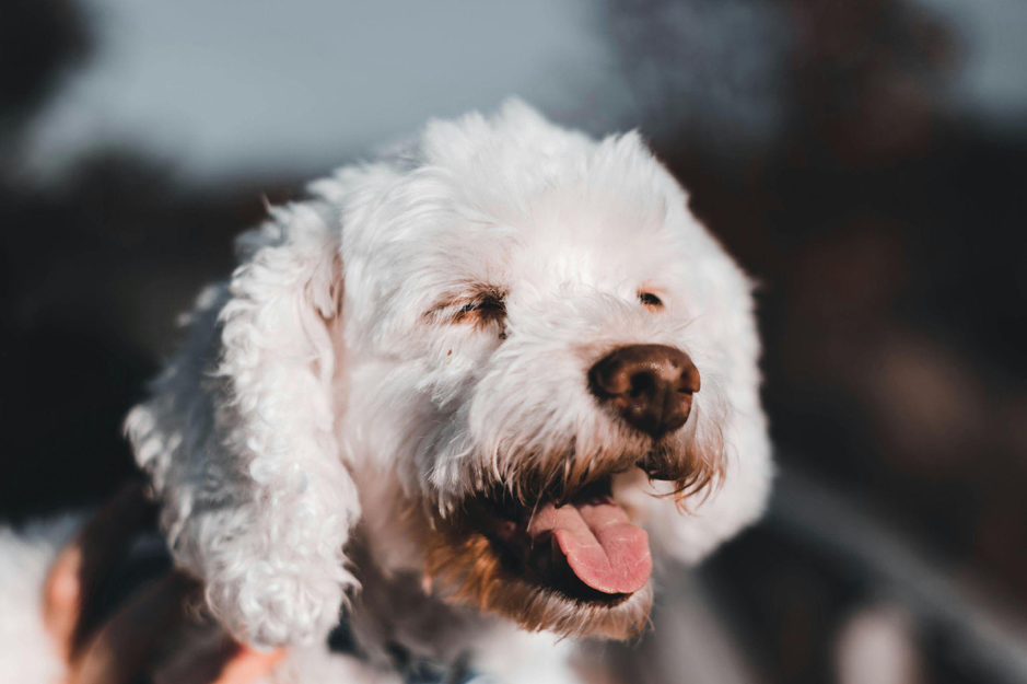 Naso secco cane: come prendersene cura 🐾