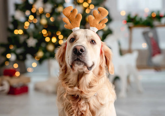 Natale Felice con il Cane: Guida a Stress, Cibo e Sicurezza