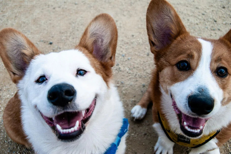 L’alito cattivo nei cani: cause, rimedi e i benefici dei Teeth Pads di Zampette