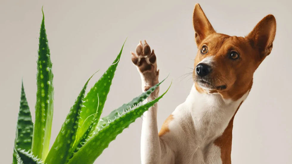 Aloe: principio attivo naturale per la pulizia del proprio PET