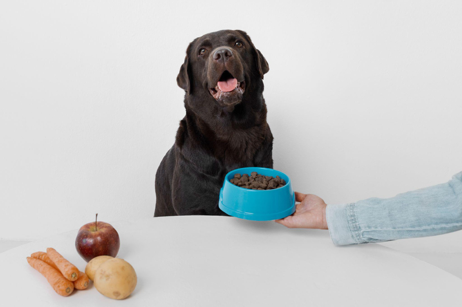 Alimentazione del cane e salute del pelo: cosa fargli mangiare (e cosa no) per un pelo sano, morbido e luminoso
