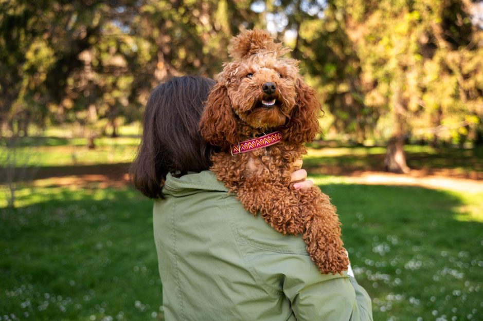 Pelo riccio nel cane: come curarlo, districarlo e farlo splendere 🐾