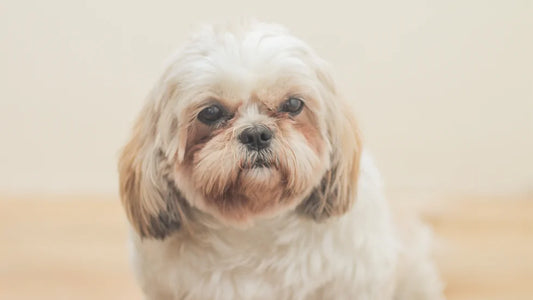 S.O.S. lacrimazione e cerchi sotto gli occhi nei cani