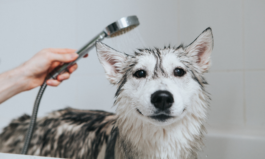 Igiene del cane a casa: 8 errori da evitare per il benessere del tuo amico a quattro zampe