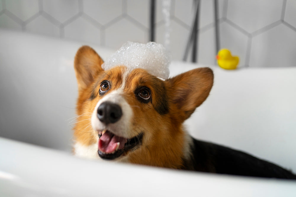 Mousse shampoo secco per cani: pulizia facile, veloce e senza stress