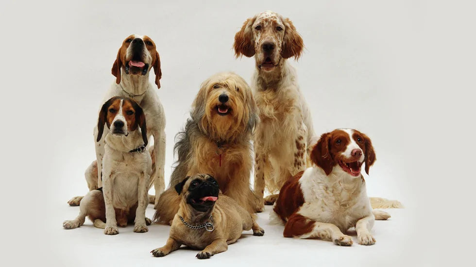 Pelo del cane: tante tipologie e ognuna il suo prodotto! Come prendersi cura del cane in base al tipo di manto
