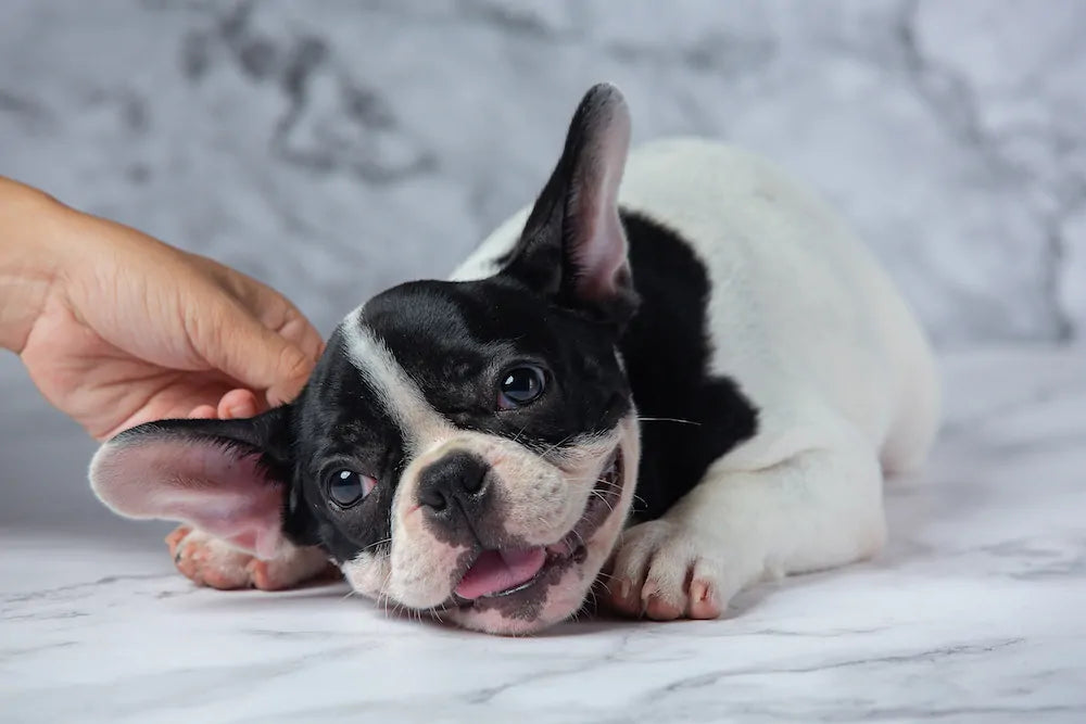 Come pulire le orecchie al cane: la guida fai da te