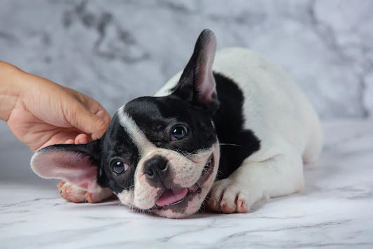 Come pulire le orecchie al cane: la guida fai da te